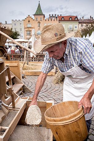 Farmer collects the wheat seeds just worked from the machine during the traditional festival of bread and strudel in Bressanone, Isarco valley, Trentino Alto Adige, Italy, Europe