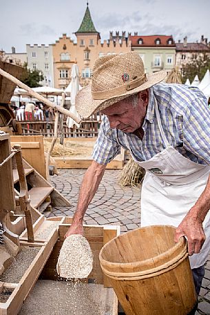 Farmer collects the wheat seeds just worked from the machine during the traditional festival of bread and strudel in Bressanone, Isarco valley, Trentino Alto Adige, Italy, Europe Farmer collects the wheat seeds just worked from the machine during the traditional festival of bread and strudel in Bressanone, Isarco valley, Trentino Alto Adige, Italy, Europe