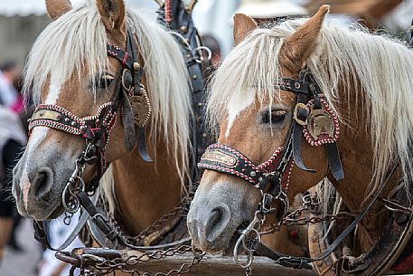 Horses during the traditional festival of bread and strudel in Bressanone, Isarco valley, Trentino Alto Adige, Italy, Europe Horses during the traditional festival of bread and strudel in Bressanone, Isarco valley, Trentino Alto Adige, Italy, Europe
