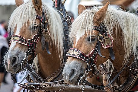 Horses during the traditional festival of bread and strudel in Bressanone, Isarco valley, Trentino Alto Adige, Italy, Europe