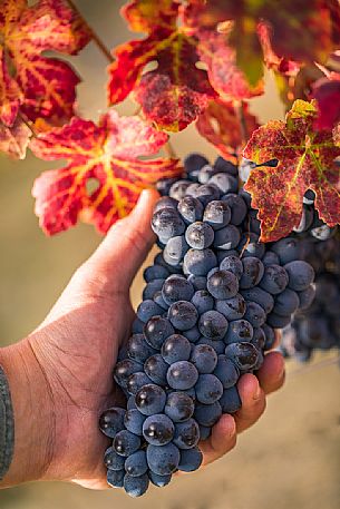 Bunch of Nebbiolo grapes in autumn, Langhe, Unesco World heritage, Piedmont, Italy, Europe Bunch of Nebbiolo grapes in autumn, Langhe, Unesco World heritage, Piedmont, Italy, Europe