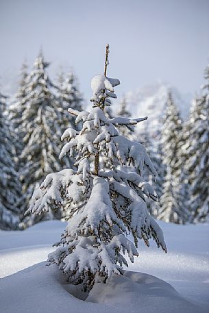 A snow covered pine along the path leading to the Nemes, Sesto, Pusteria valley, Trentino Alto Adige, Italy, Europe