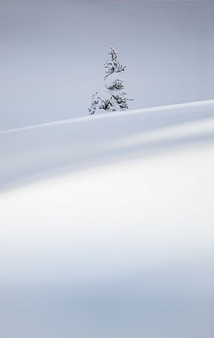 A snow-covered pine in the Nemes alp, Sesto, dolomites, Pusteria valley, Trentino Alto Adige, Italy, Europe