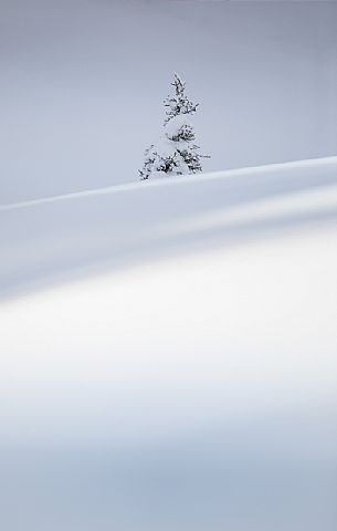 A snow-covered pine in the Nemes alp, Sesto, dolomites, Pusteria valley, Trentino Alto Adige, Italy, Europe A snow-covered pine in the Nemes alp, Sesto, dolomites, Pusteria valley, Trentino Alto Adige, Italy, Europe