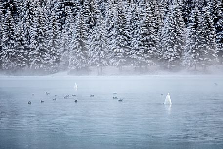 Swans and ducks populate Lake Dobbiaco on a winter morning, Pusteria valley, dolomites, Trentino Alto Adige, Italy, Europe