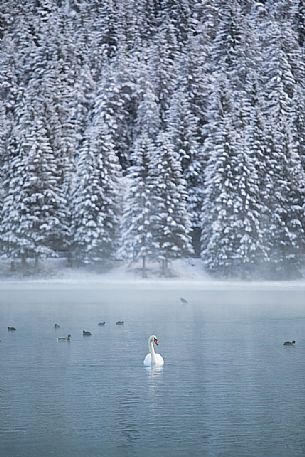 Swan and ducks in the Lake of Dobbiaco on a winter morning, Pusteria valley, dolomites, Trentino Alto Adige, Italy, Europe