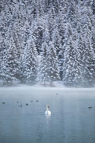 Swan and ducks in the Lake of Dobbiaco on a winter morning, Pusteria valley, dolomites, Trentino Alto Adige, Italy, Europe Swan and ducks in the Lake of Dobbiaco on a winter morning, Pusteria valley, dolomites, Trentino Alto Adige, Italy, Europe
