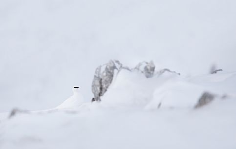 White ptarmigan winter sighted on Monte Piana, dolomites, Italy, Europe