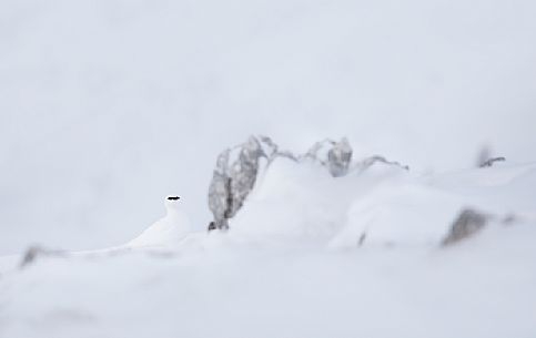 White ptarmigan winter sighted on Monte Piana, dolomites, Italy, Europe White ptarmigan winter sighted on Monte Piana, dolomites, Italy, Europe