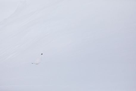 White ptarmigan winter sighted on Monte Piana, dolomites, Italy, Europe