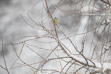 Eurasian blue tit, Cyanistes caeruleus, under snow, Sesto, Pusteria valley, Trentino Alto Adige, Italy, Europe Eurasian blue tit, Cyanistes caeruleus, under snow, Sesto, Pusteria valley, Trentino Alto Adige, Italy, Europe