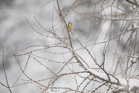 Eurasian blue tit, Cyanistes caeruleus, under snow, Sesto, Pusteria valley, Trentino Alto Adige, Italy, Europe