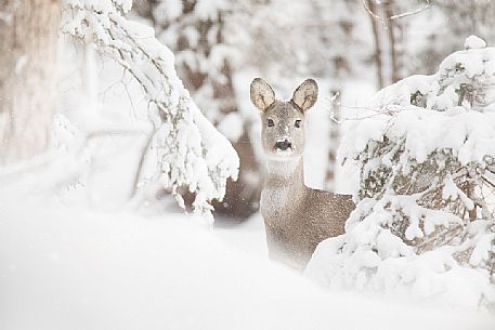 Roe deer nestled in the snowy forest, Sesto, Pusteria valley, dolomites, Trentino Alto Adige, Italy