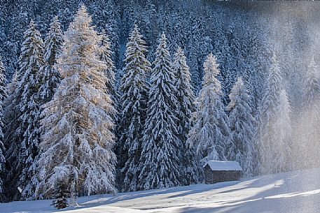 Barn in the larches forest of Campo di Dentro valley after an intensive snowfall, Sesto, Pusteria valley, Trentino Alto Adige, Italy
