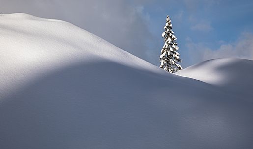 Lone pine in the snowy hills along the Val Campo di Dentro path, Sesto, Alta Pusteria, Trentino Alto Adige, Italy, Europe