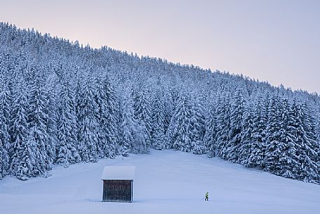 Cross country skiing immersed in the snowy landscape at sunset, Sesto, Pusteria valley, Trentino Alto Adige, Italy, Europe Cross country skiing immersed in the snowy landscape at sunset, Sesto, Pusteria valley, Trentino Alto Adige, Italy, Europe