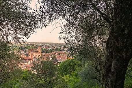 The Lower Castle or Castello Inferiore of Marostica framed by olive trees, Veneto, Italy, Europe
