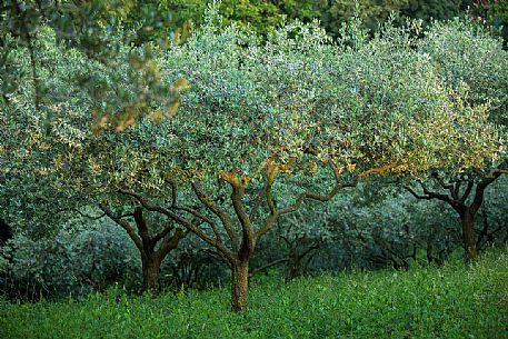 Last light on olive trees, Marostica, Veneto, italy