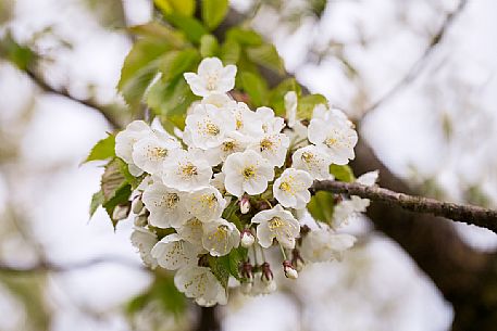 Cherry tree in bloom, Marostica, Vicenza, Veneto, Italy