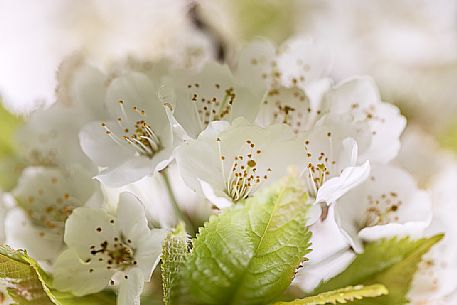 Cherry tree in bloom, Marostica, Vicenza, Veneto, Italy