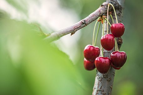 Bunch of ripe cherries on the cherry tree, Marostica, Vicenza, Veneto