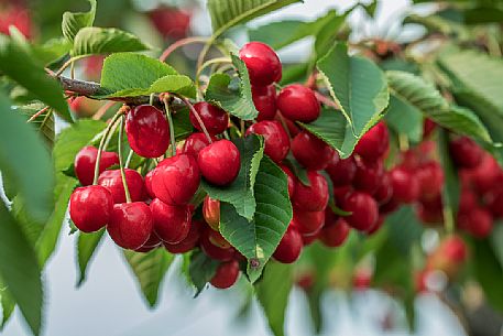 Bunch of ripe cherries on the cherry tree, Marostica, Vicenza, Veneto