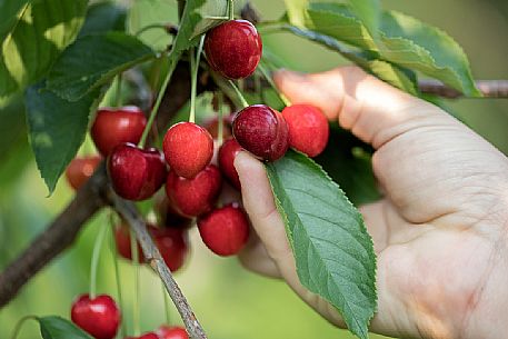 Hand picking up a bunch of ripe cherries on the cherry tree, Marostica, Vicenza, Veneto, Italy