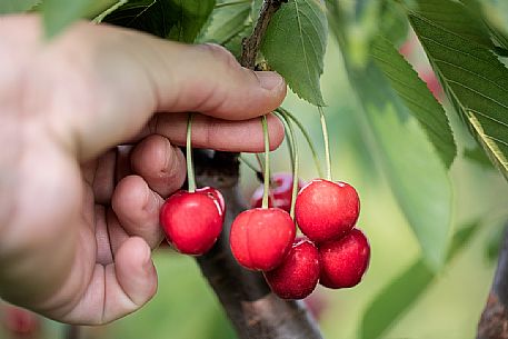 Hand picking up a bunch of ripe cherries on the cherry tree, Marostica, Vicenza, Veneto, Italy