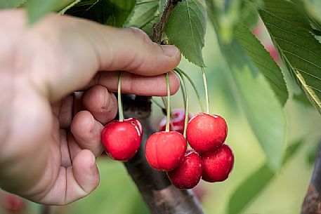 Hand picking up a bunch of ripe cherries on the cherry tree, Marostica, Vicenza, Veneto, Italy Hand picking up a bunch of ripe cherries on the cherry tree, Marostica, Vicenza, Veneto, Italy