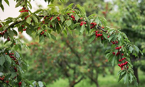 Ripe cherries on a cherry branch, Marostica, Vicenza, Veneto, Italy