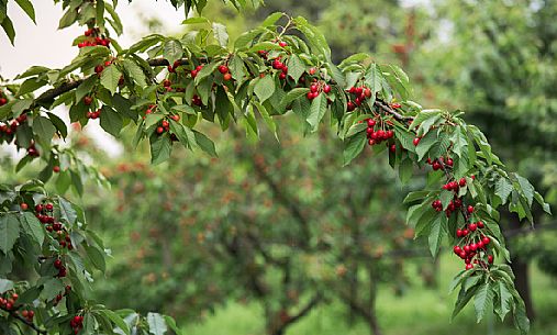 Ripe cherries on a cherry branch, Marostica, Vicenza, Veneto, Italy Ripe cherries on a cherry branch, Marostica, Vicenza, Veneto, Italy