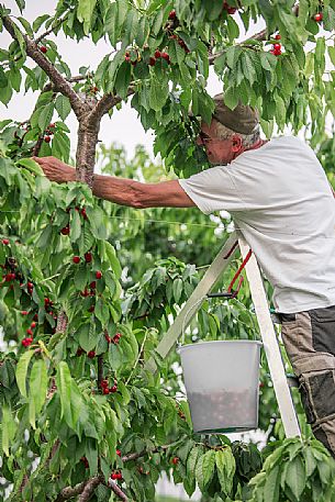 Cherries harvest on the cherry festival in Marostica, vicenza, Veneto, Italy