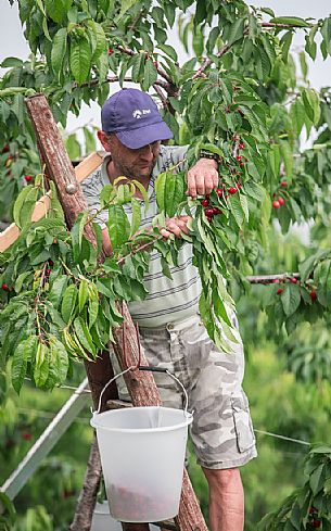 Cherries harvest on the cherry festival in Marostica, vicenza, Veneto, Italy Cherries harvest on the cherry festival in Marostica, vicenza, Veneto, Italy