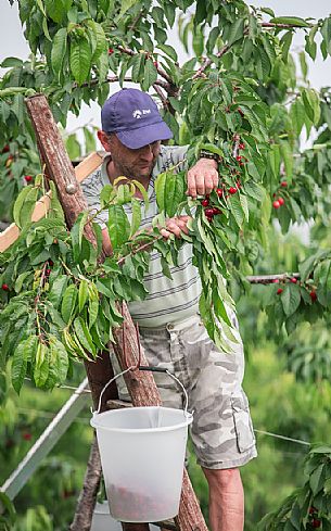 Cherries harvest on the cherry festival in Marostica, vicenza, Veneto, Italy