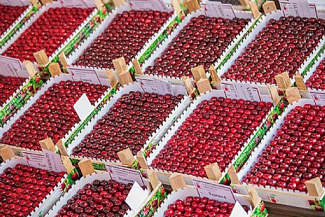 Display of cherry boxes on the Marostica cherry festival, Marostica, Vicenza, Veneto, Italy Display of cherry boxes on the Marostica cherry festival, Marostica, Vicenza, Veneto, Italy