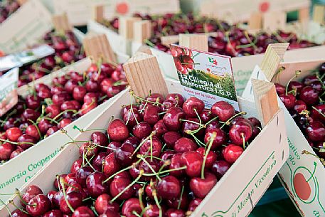 Display of cherry boxes on the Marostica cherry festival, Marostica, Vicenza, Veneto, Italy