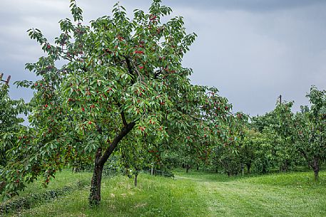 Cherry trees along the cherry blossom trail in Marostica, Veneto, Italy