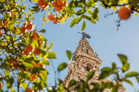 The Giralda tower rises between the orange trees of the Patio de los Naranjos, the park of the Cathedral of Seville, a UNESCO heritage site since 1987, Seville, Spain, Europe