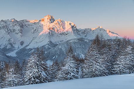 Snowy larches, on background the first light illuminates the peak of Tre Scarperi, Dolomites, Pusteria valley, Trentino Alto Adige, Italy, Europe