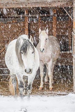 Horses under the snow in Sesto, Pusteria valley, dolomites, Trentino Alto Adige, Italy, Europe Horses under the snow in Sesto, Pusteria valley, dolomites, Trentino Alto Adige, Italy, Europe