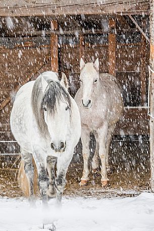 Horses under the snow in Sesto, Pusteria valley, dolomites, Trentino Alto Adige, Italy, Europe