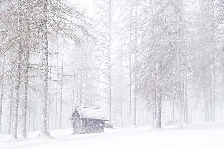 Fiscalina valley during an intense snowfall, Sesto, Pusteria valley, Trentino Alto Adige, Italy, Europe