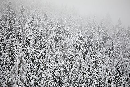 An intensive snowfall cover the pines in Fiscalina valley, Sesto, Pusteria valley, dolomites, Trentino Alto Adige, Italy, Europe