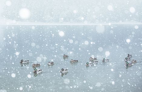 The ducks of the Dobbiaco lake under an intensive snowfall, Pusteria valley, dolomites, Trentino Alto Adige, Italy, Europe