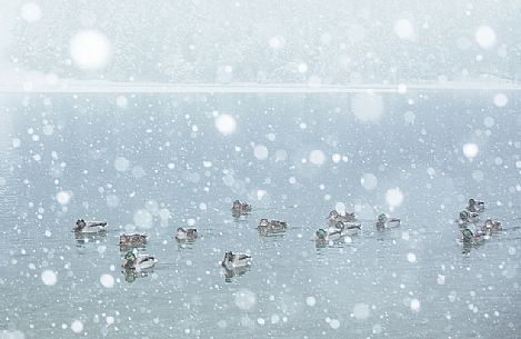 The ducks of the Dobbiaco lake under an intensive snowfall, Pusteria valley, dolomites, Trentino Alto Adige, Italy, Europe The ducks of the Dobbiaco lake under an intensive snowfall, Pusteria valley, dolomites, Trentino Alto Adige, Italy, Europe