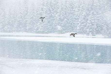 The ducks fly over the Dobbiaco lake under an intensive snowfall, Pusteria valley, dolomites, Trentino Alto Adige, Italy, Europe The ducks fly over the Dobbiaco lake under an intensive snowfall, Pusteria valley, dolomites, Trentino Alto Adige, Italy, Europe
