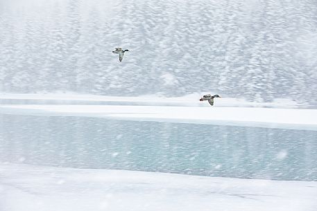 The ducks fly over the Dobbiaco lake under an intensive snowfall, Pusteria valley, dolomites, Trentino Alto Adige, Italy, Europe