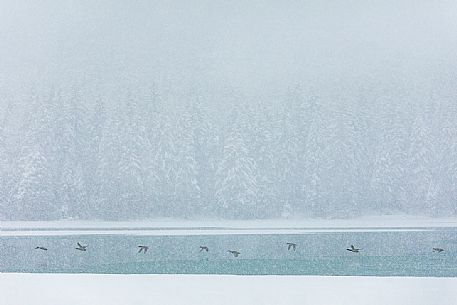 The ducks fly over the Dobbiaco lake under an intensive snowfall, Pusteria valley, dolomites, Trentino Alto Adige, Italy, Europe