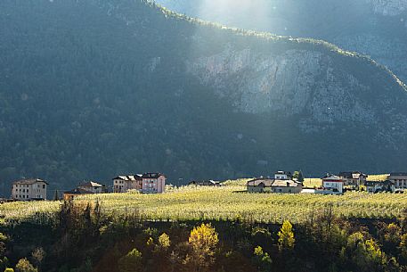 The blooming apple orchards in Di Non Valley, Cles, Trentino Alto Adige, Italy, Europe