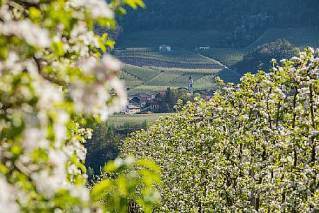 The blooming apple orchards in Di Non Valley, Cles, Trentino Alto Adige, Italy, Europe The blooming apple orchards in Di Non Valley, Cles, Trentino Alto Adige, Italy, Europe